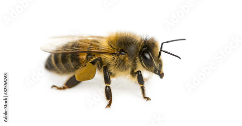 Honey bee in front of a white background