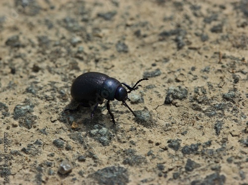 Wallpaper Mural Kleiner Tatzenkäfer (Timarcha goettingensis) Torontodigital.ca