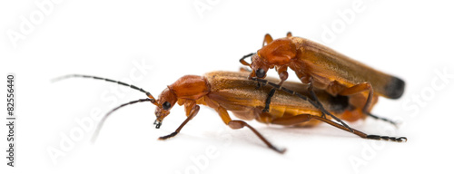 Common red soldier beetle, Rhagonycha fulva, mating