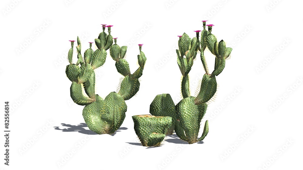 Obraz premium Beavertail Cactus - isolated on white background