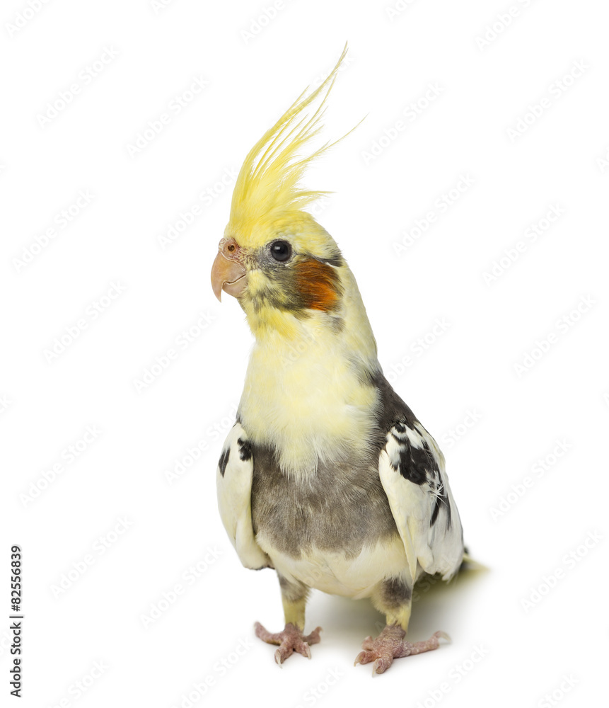 cockatiel, Nymphicus hollandicus