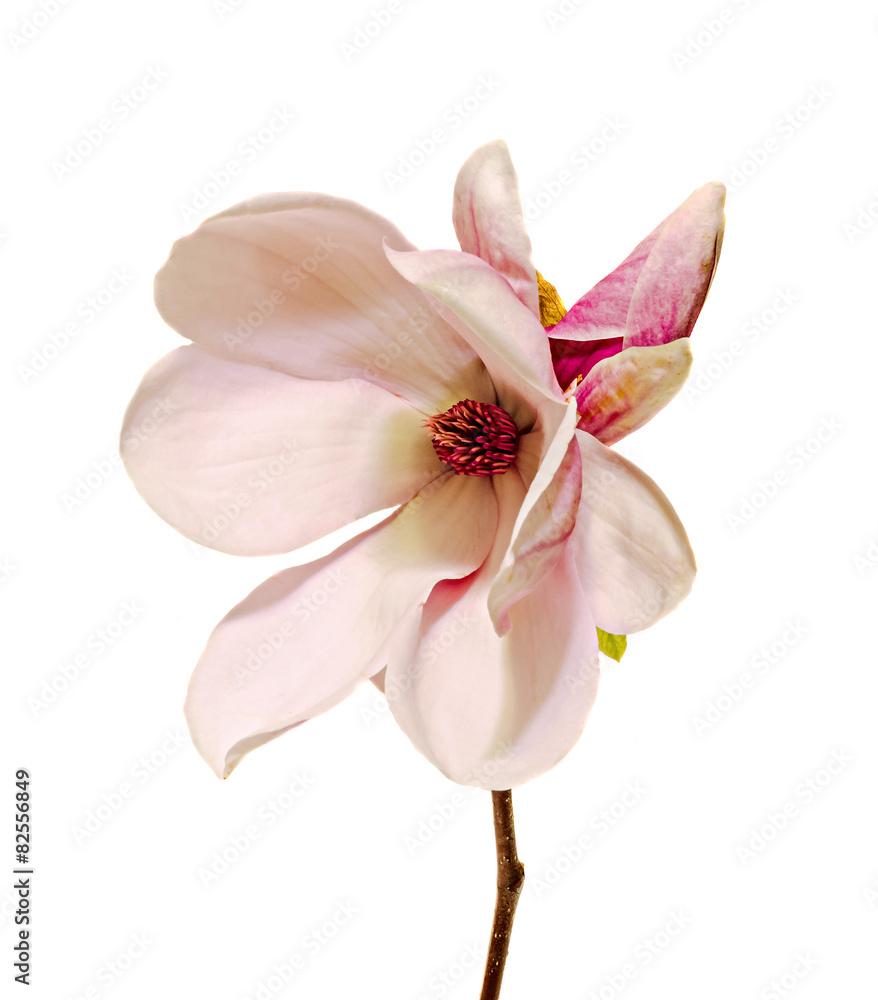 Naklejka premium Pink Magnolia branch flowers, tree flowers, white background.