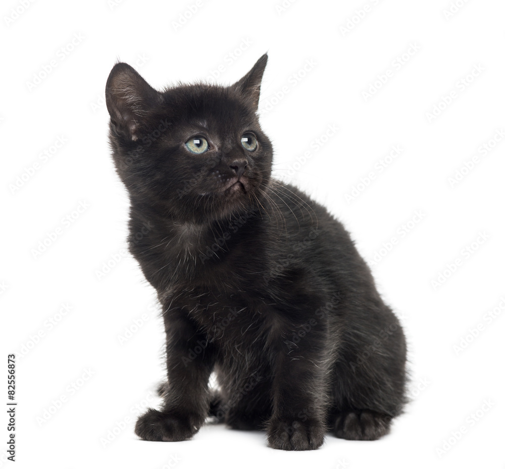 Black kitten in front of a white background