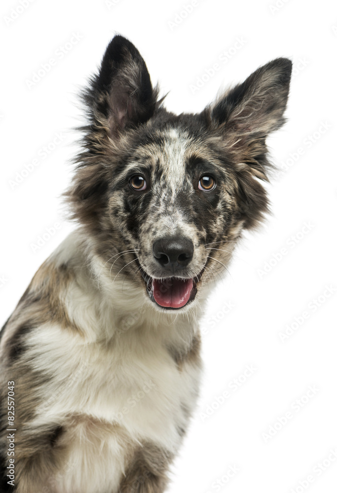 Border Collie (4 years old) in front of a white background Border Collie (4 years old) in front of a white background