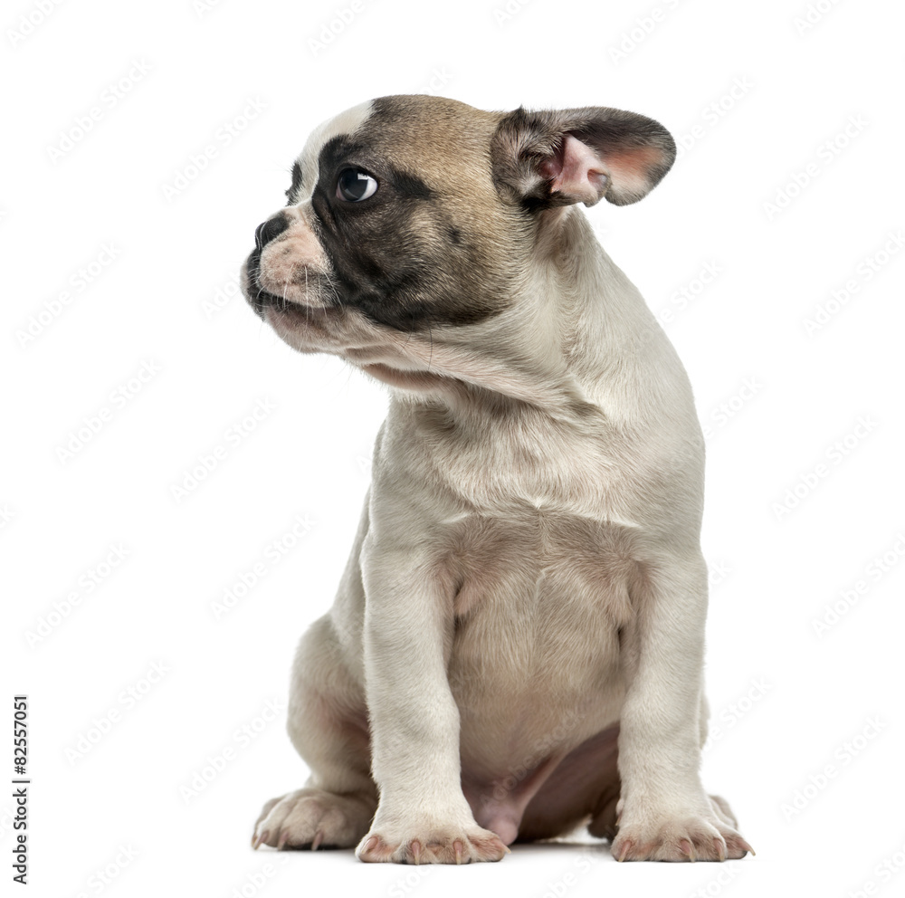 Fototapeta premium French Bulldog (3 months old) in front of a white background