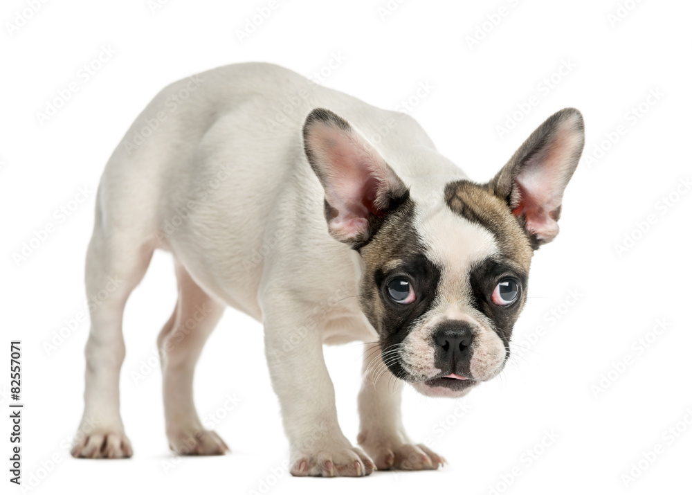 French Bulldog (3 months old) in front of a white background
