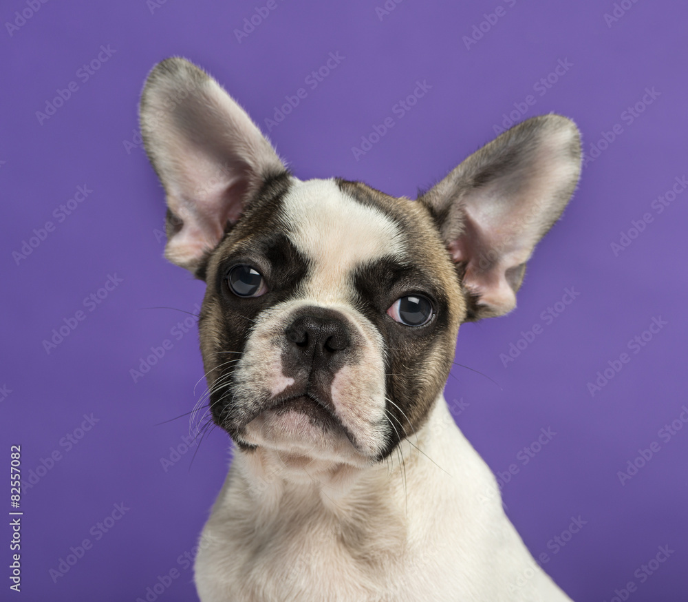 French Bulldog (3 months old) in front of a purple background French Bulldog (3 months old) in front of a purple background