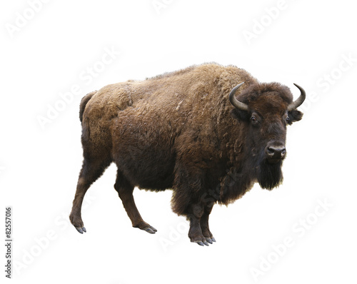 european bison isolated on white background photo