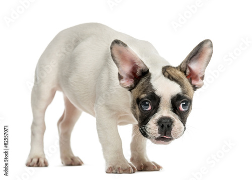 French Bulldog  3 months old  in front of a white background