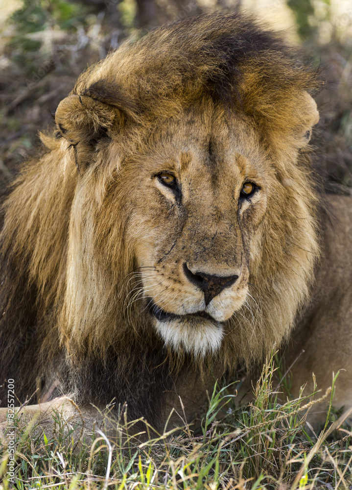 Obraz premium Close-up of a Lion, Serengeti, Tanzania, Africa
