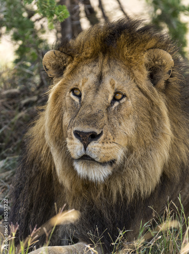Close-up of a Lion  Serengeti  Tanzania  Africa