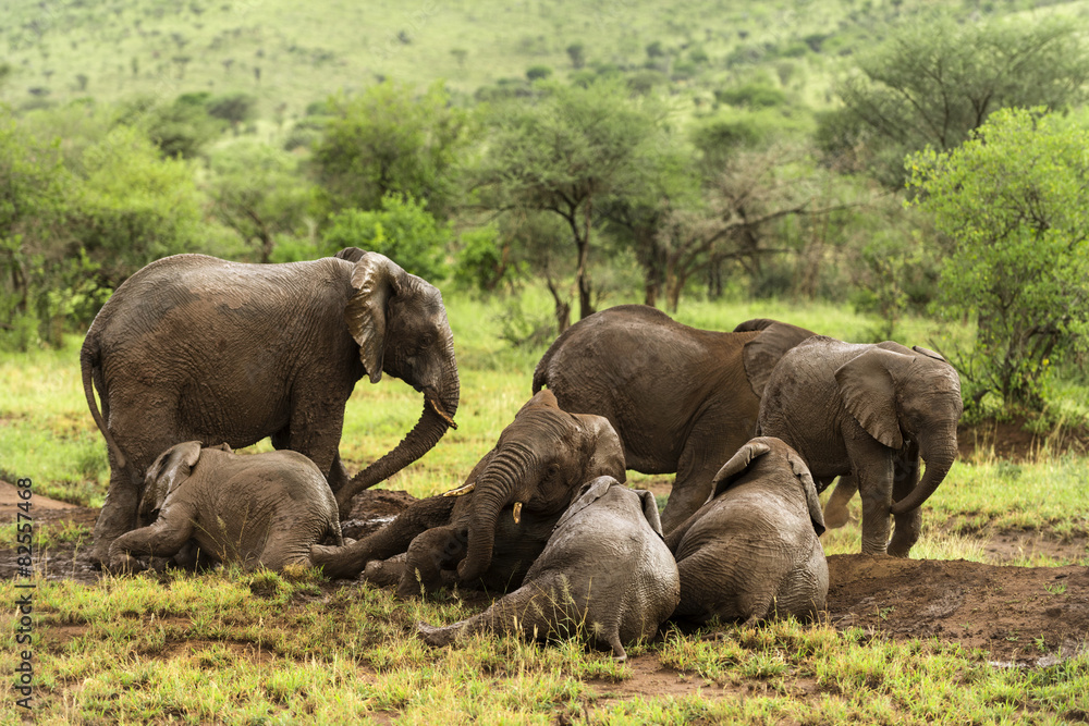 Herd of elephants resting, Serengeti, Tanzania, Africa