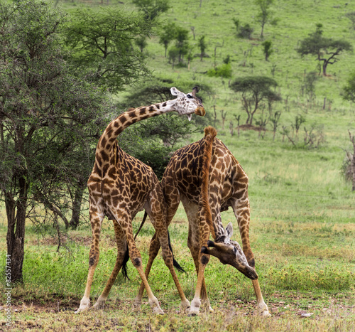 Fototapeta Naklejka Na Ścianę i Meble -  Herd of giraffe, Serengeti, Tanzania, Africa