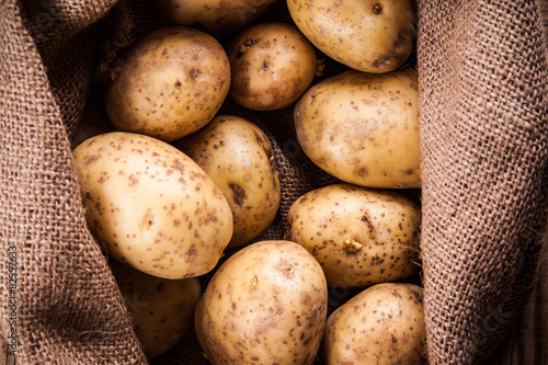 Harvest potatoes in burlap sack