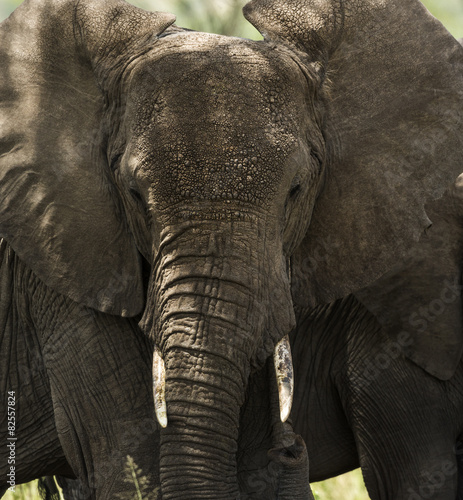 Close-up of a herd of elephants, Serengeti, Tanzania, Africa