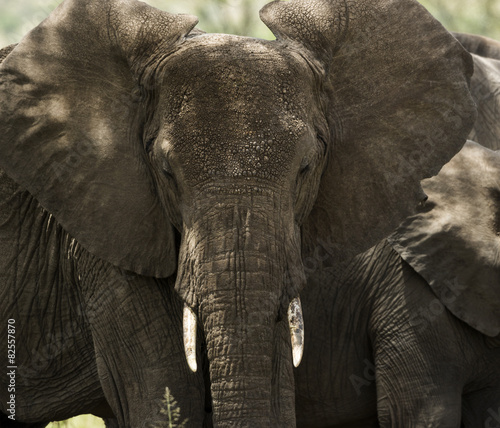Close-up of a herd of elephants  Serengeti  Tanzania  Africa