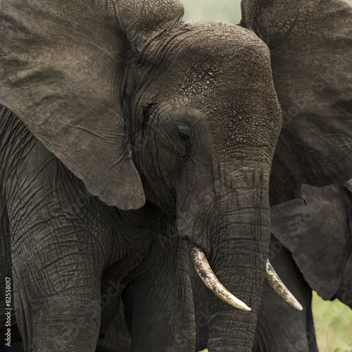 Close-up of an elephant, Serengeti, Tanzania, Africa