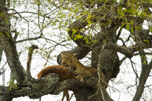 Leopard in a tree with its prey  Serengeti  Tanzania  Africa