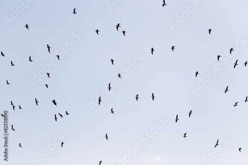 silhouette of a flock of birds in the blue sky
