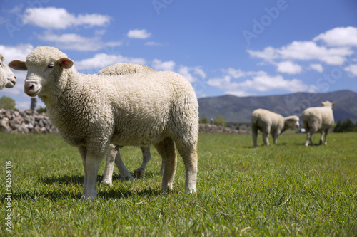 Sheep eating green grass under blue sky