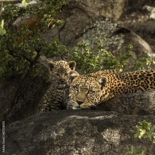 Leoprad and her cubs resting on rocks, Serengeti, Tanzania