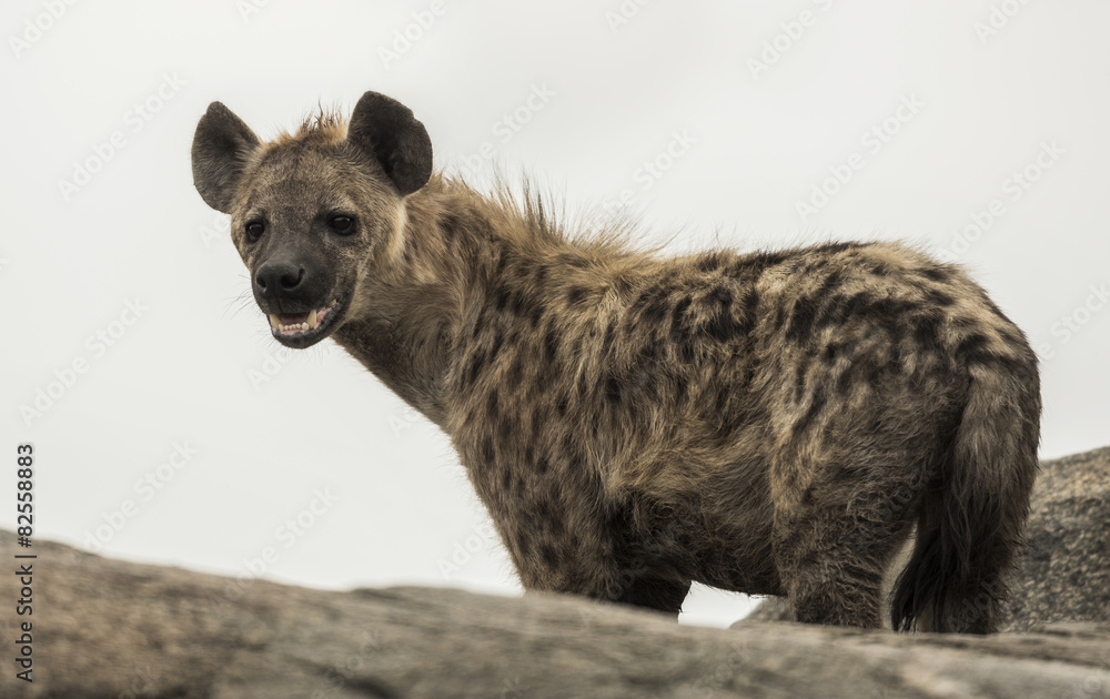hyena standing on rock, Serengeti, Tanzania, Africa hyena standing on rock, Serengeti, Tanzania, Africa