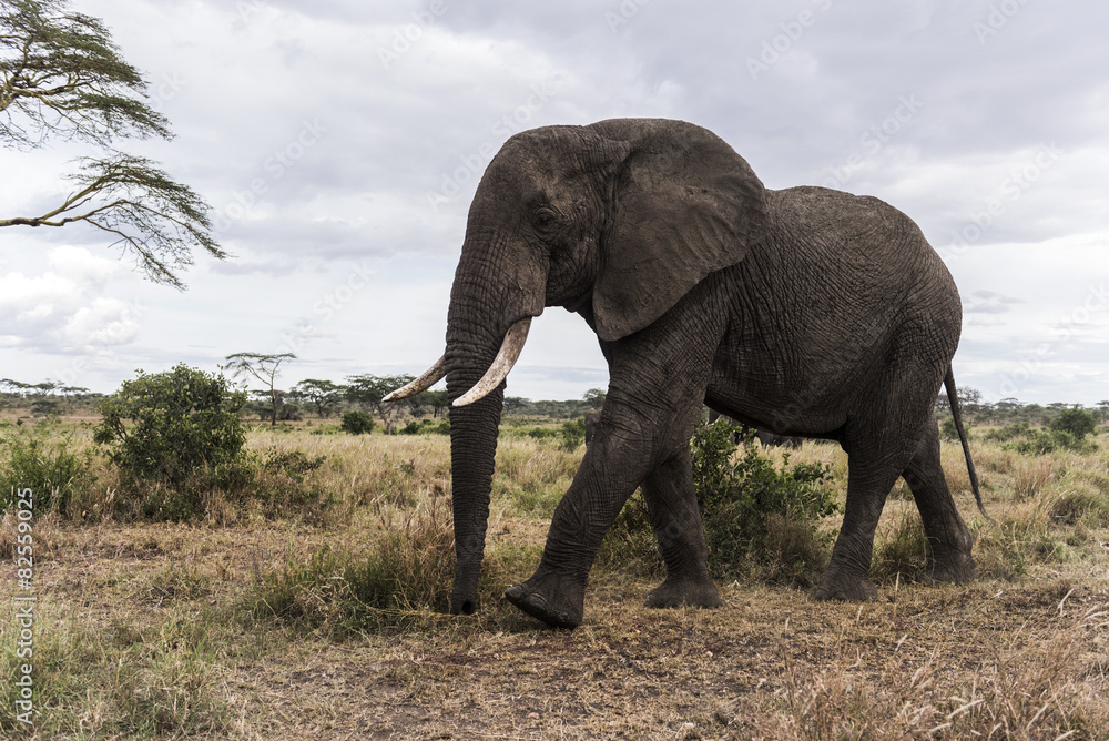 Fototapeta premium Elephant walking, Serengeti, Tanzania, Africa