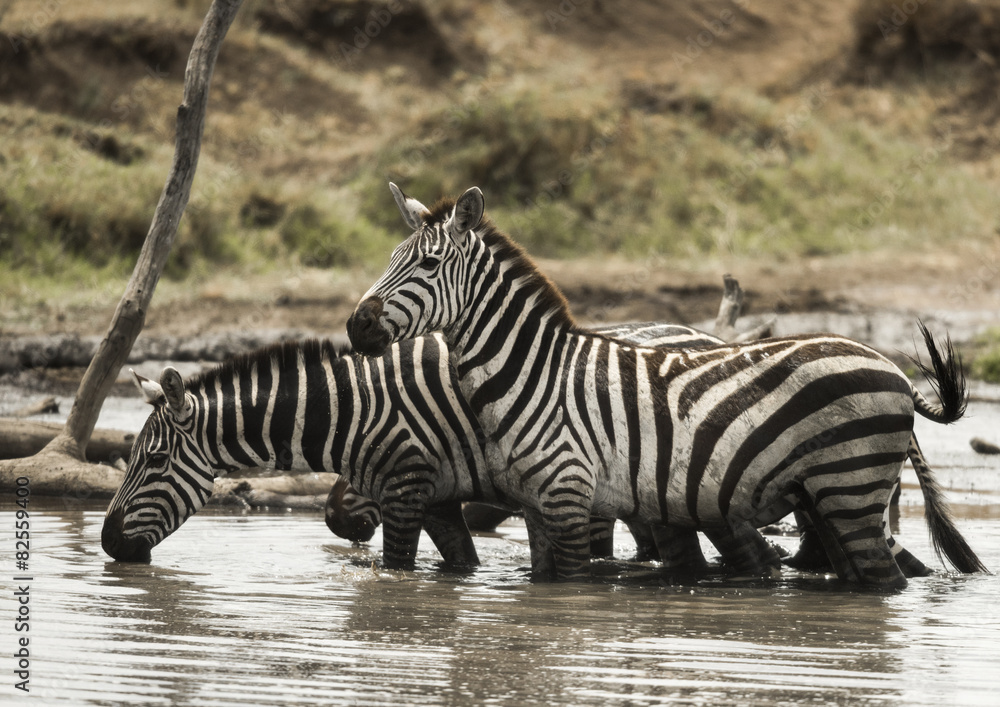 Zebras standing and drinking in a river, Serengeti, Tanzania Zebras standing and drinking in a river, Serengeti, Tanzania