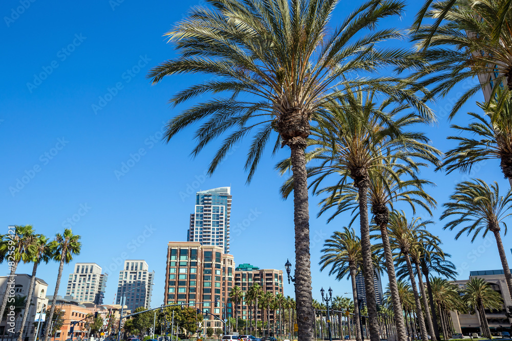 Palm tree and San Diego city