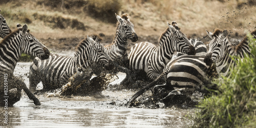 Zebras galloping in a river  Serengeti  Tanzania  Africa