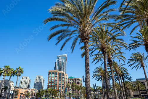 Palm tree and San Diego city © f11photo