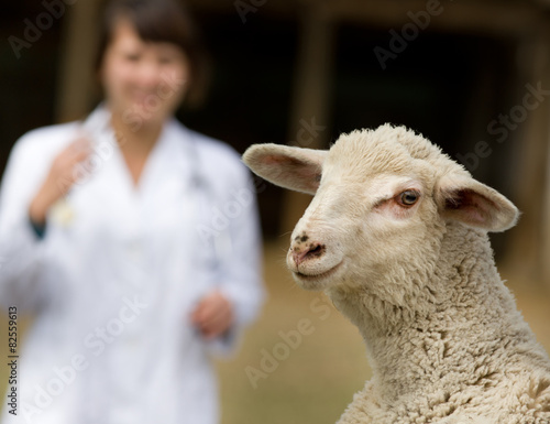 Lamb portrait with veterinarian