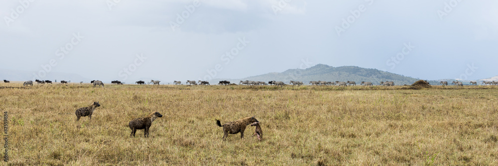 Hyena holding a prey, Serengeti, Tanzania, Africa