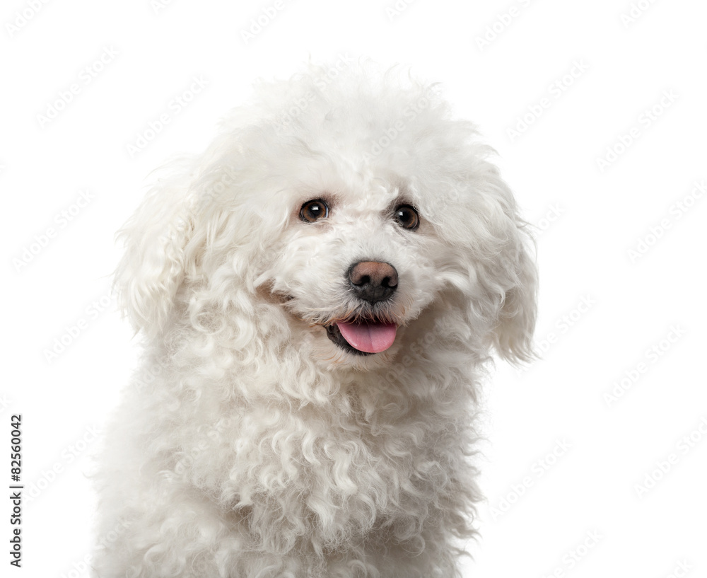 Maltese (4 years old) in front of a white background