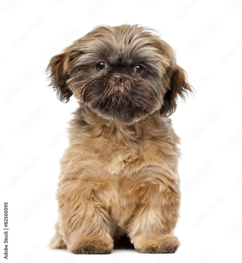 Shih Tzu puppy (5 months old) in front of a white background
