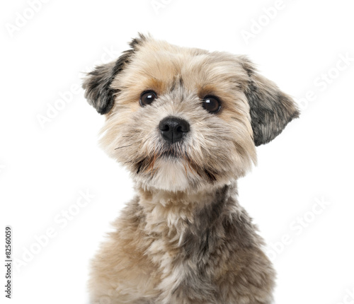 Crossbreed (1 year old) in front of a white background