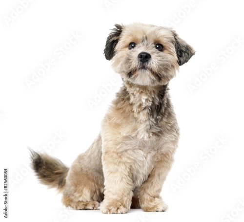 Crossbreed (1 year old) in front of a white background