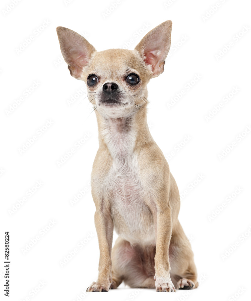 Chihuahua in front of a white background