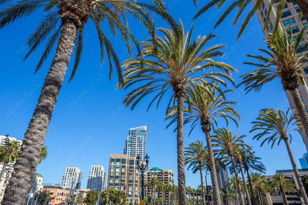 Naklejka premium Palm tree and San Diego city