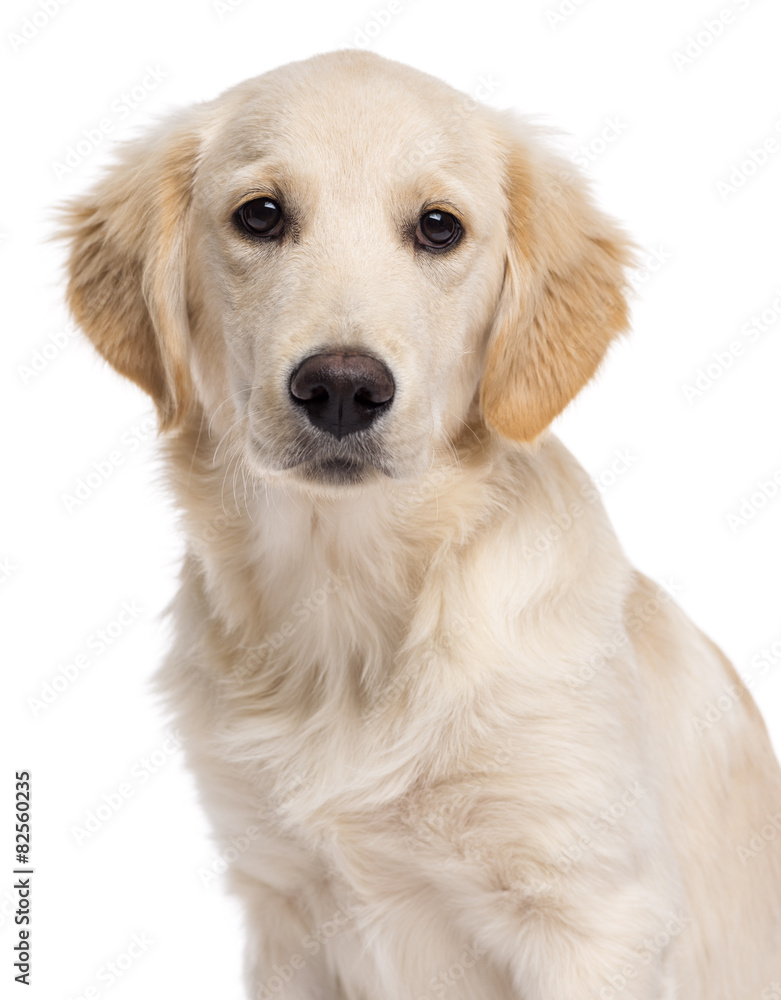 Close-up of a Golden retriever (5 months old) in front of a whit