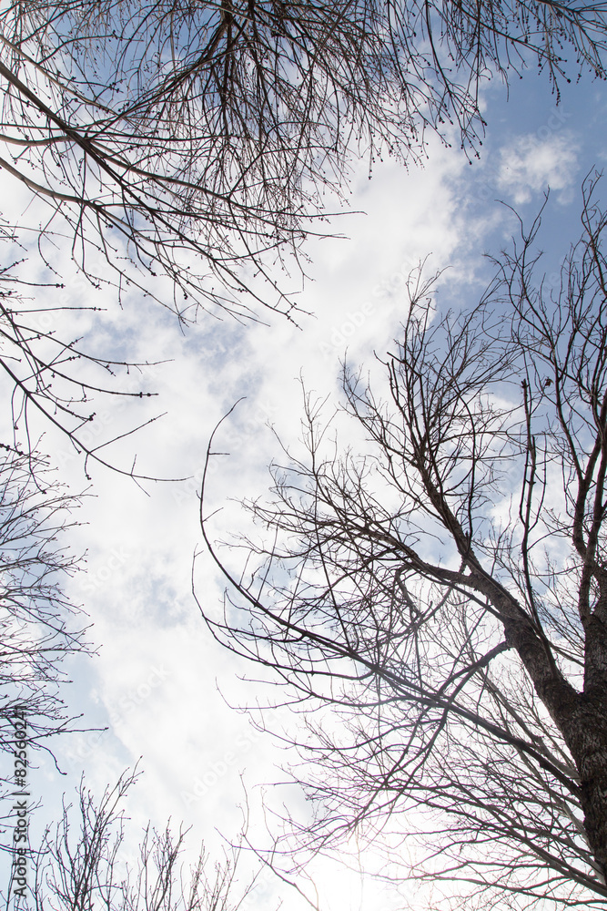 Obraz premium bare tree branches against the blue sky