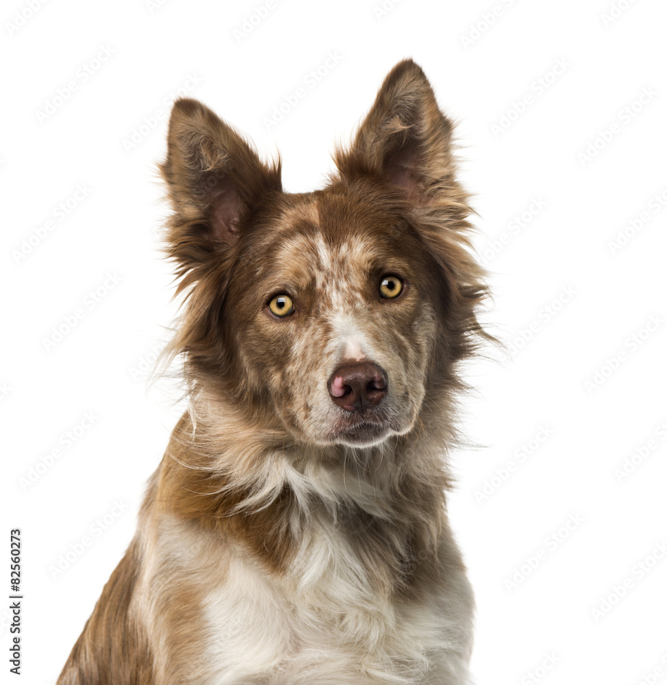 Border Collie (15 years old) in front of a white background