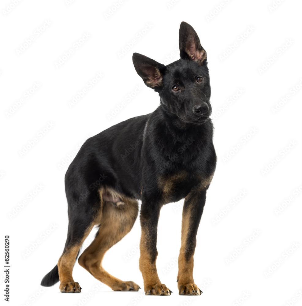 German Shepherd Dog puppy (5 months old) in front of a white bac