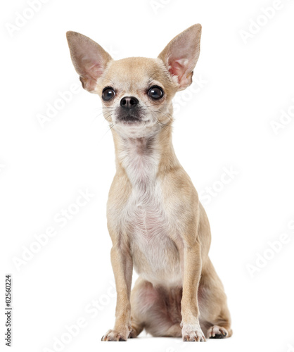 Chihuahua in front of a white background © Eric Isselée