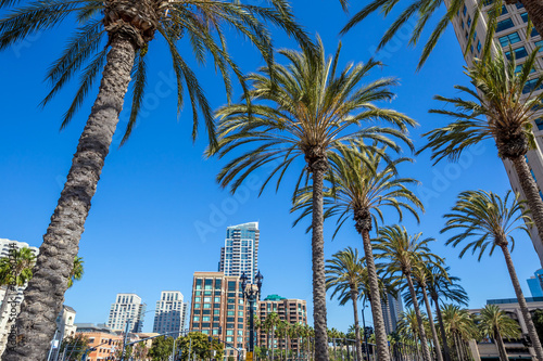Palm tree and San Diego city © f11photo