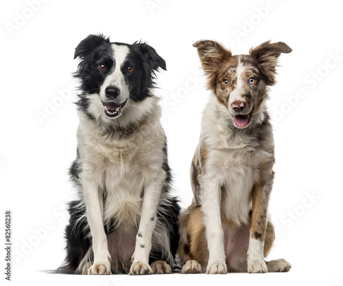 Two Border collies in front of a white background © Eric Isselée