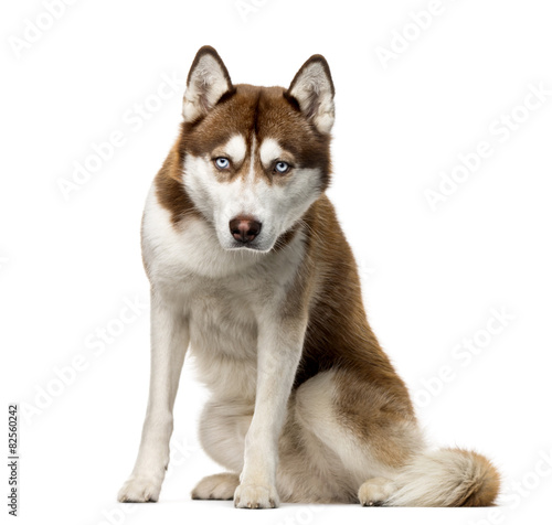 Wallpaper Mural Siberian Husky (2 years old) in front of a white background Torontodigital.ca