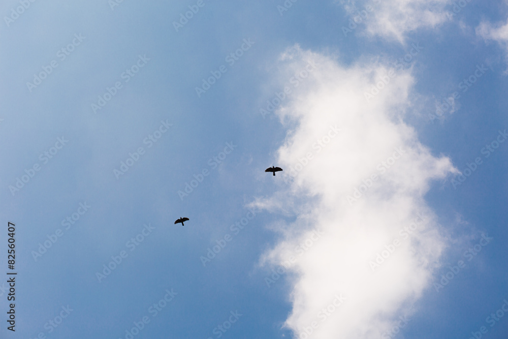 2 dunkle Tauben vor weißer Wolke im blauen Himmel 2 dunkle Tauben vor weißer Wolke im blauen Himmel
