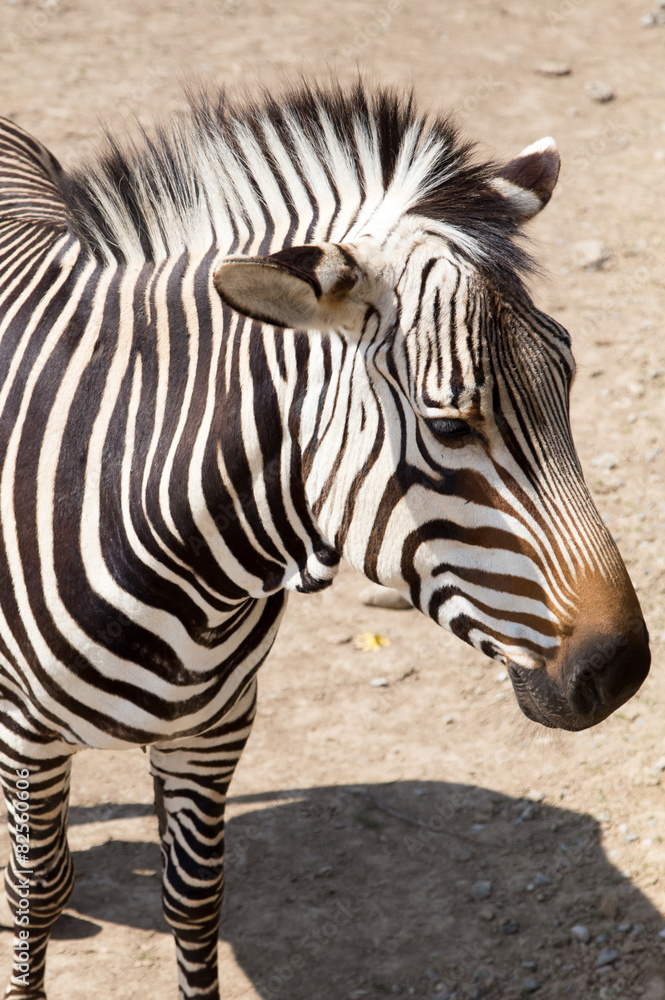 zebra in the zoo zebra in the zoo
