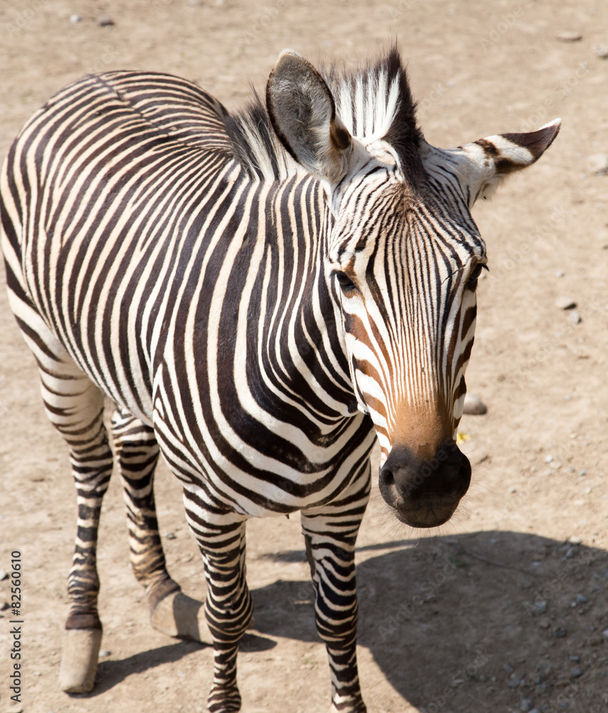 zebra in the zoo